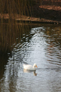 The Duck Pond