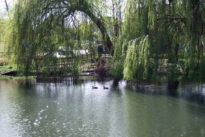 The Duck Pond and Willows